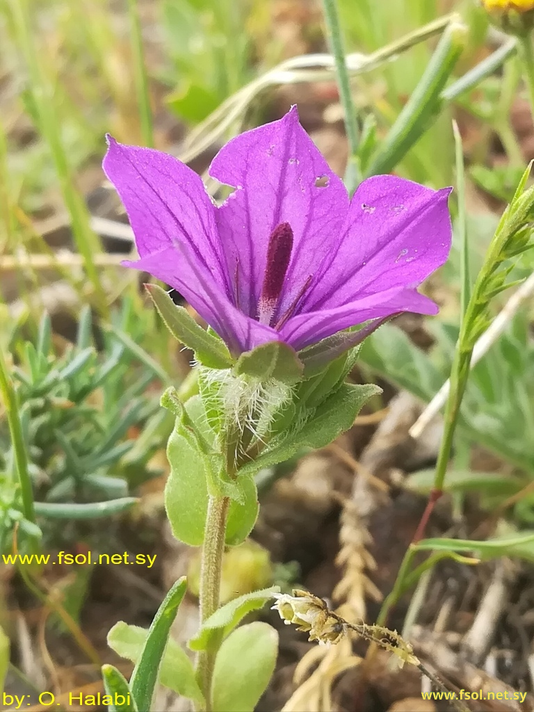 Legousia pentagonia (L.) Thell.